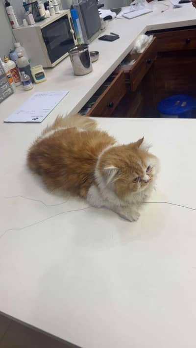 TYSON PERSCIAN CAT