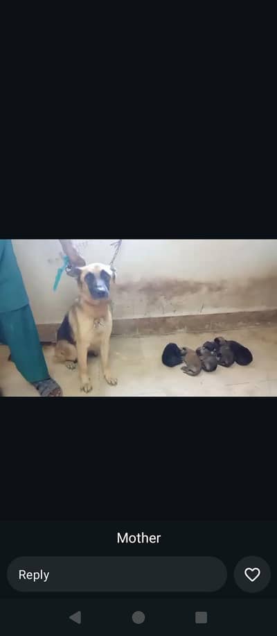 German shepherd puppies