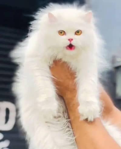 Persian cat for sale my WhatsApp number  03703659905