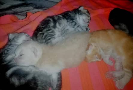 Persian Kitten Available