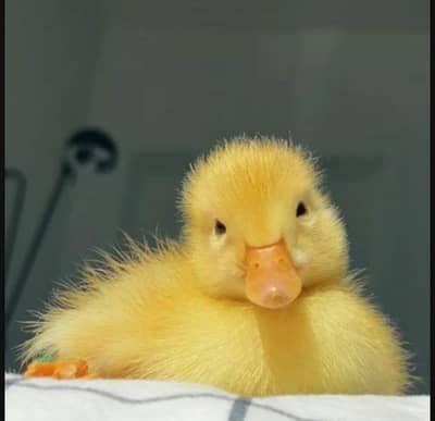 Beautiful Duckling baby