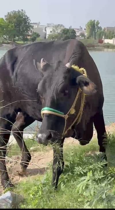 cow for sale/ویڑی