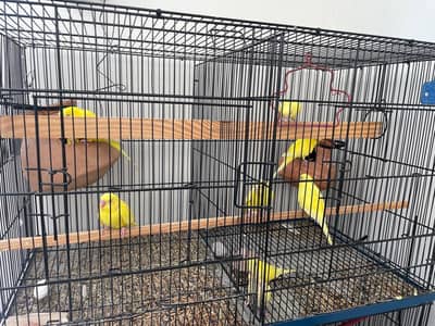 budgie pair rainbow and yellow red eyes