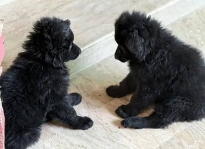 German Shepherd Puppy Black Puppy Long Coat