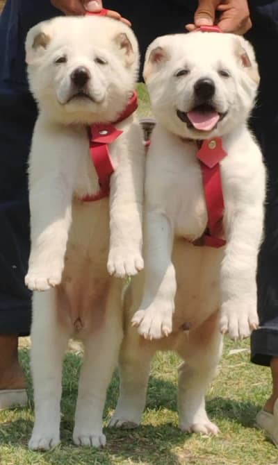 afghan Kochi puppies security Dog available for sale