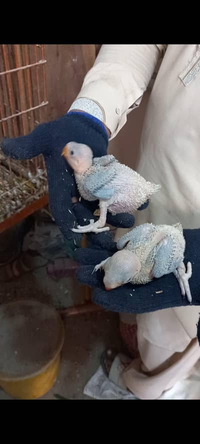 Pahari Chicks Healthy And Active