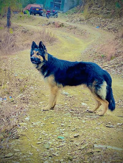Dog for sale