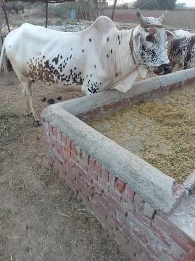White beauty double Hadi ma ha full active or healthy