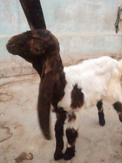 Patera Male kid ha Top quality ka add pura perhr kr rabata krna