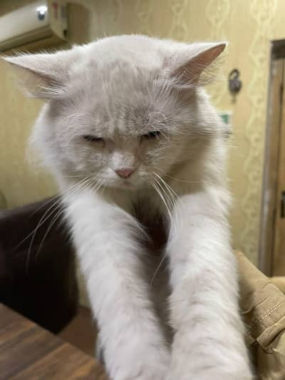 home cats