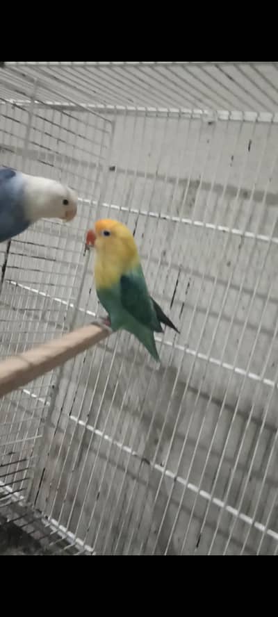 Folding cage + love bird sale