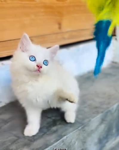 Persian cat triple cod for sale,my WhatsApp 03464644037
