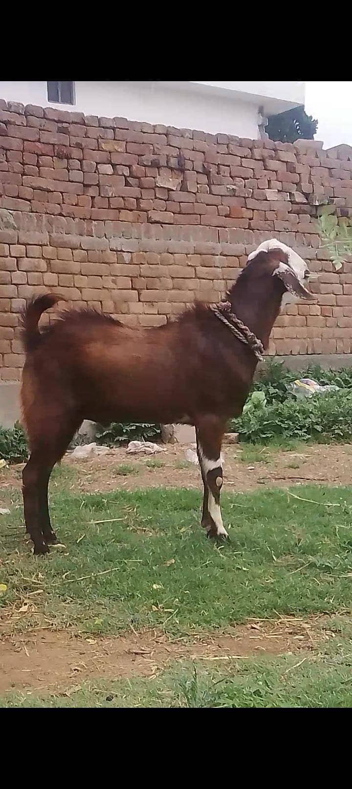 قربانی والے دو دانت بکرے فار سیل 0