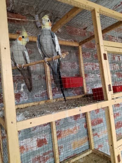 Cocktail parrot