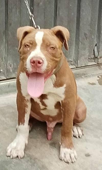 Dog  For sale