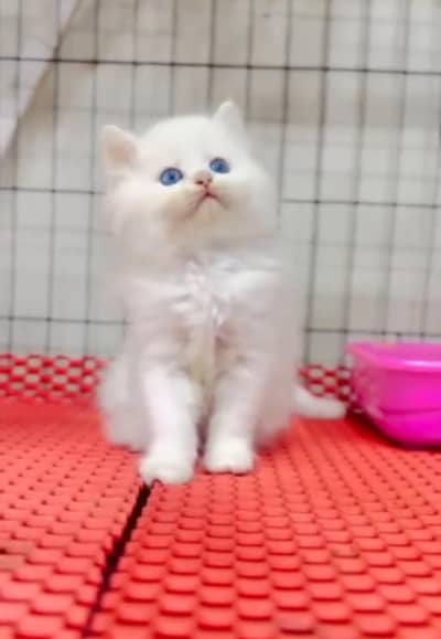 Persian cat triple cod for sale,my WhatsApp 03265565734