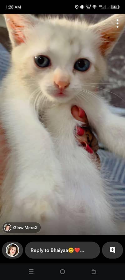 Persian Cat Sale karachi