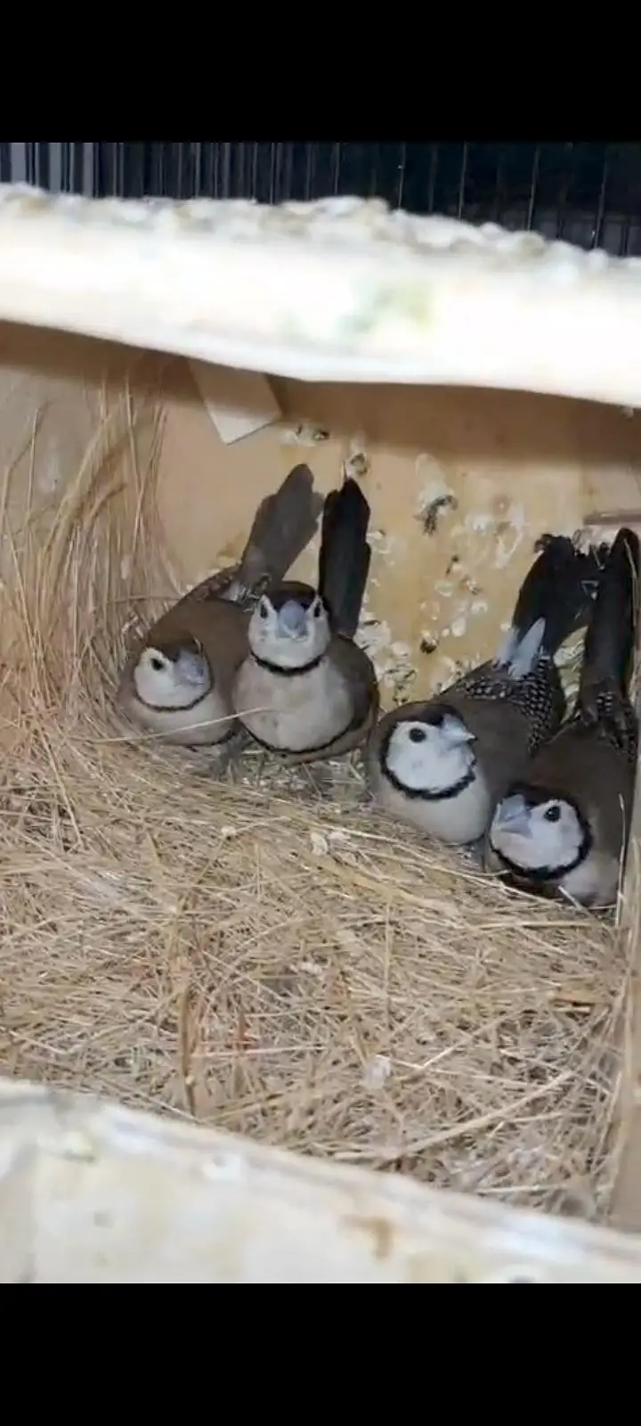 All Type Finch avail. Star Parson shaftail Owl Cutthroat dimond zebra — photo 2