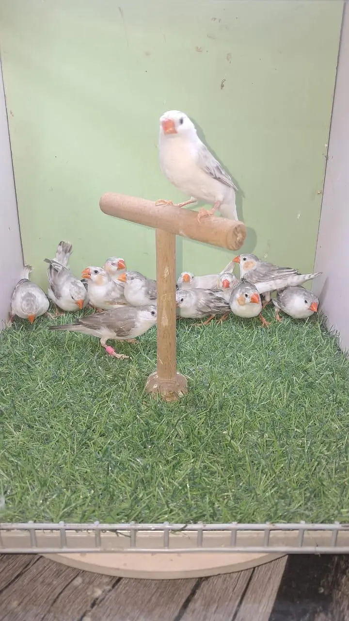 All Type Finch avail. Star Parson shaftail Owl Cutthroat dimond zebra — photo 12