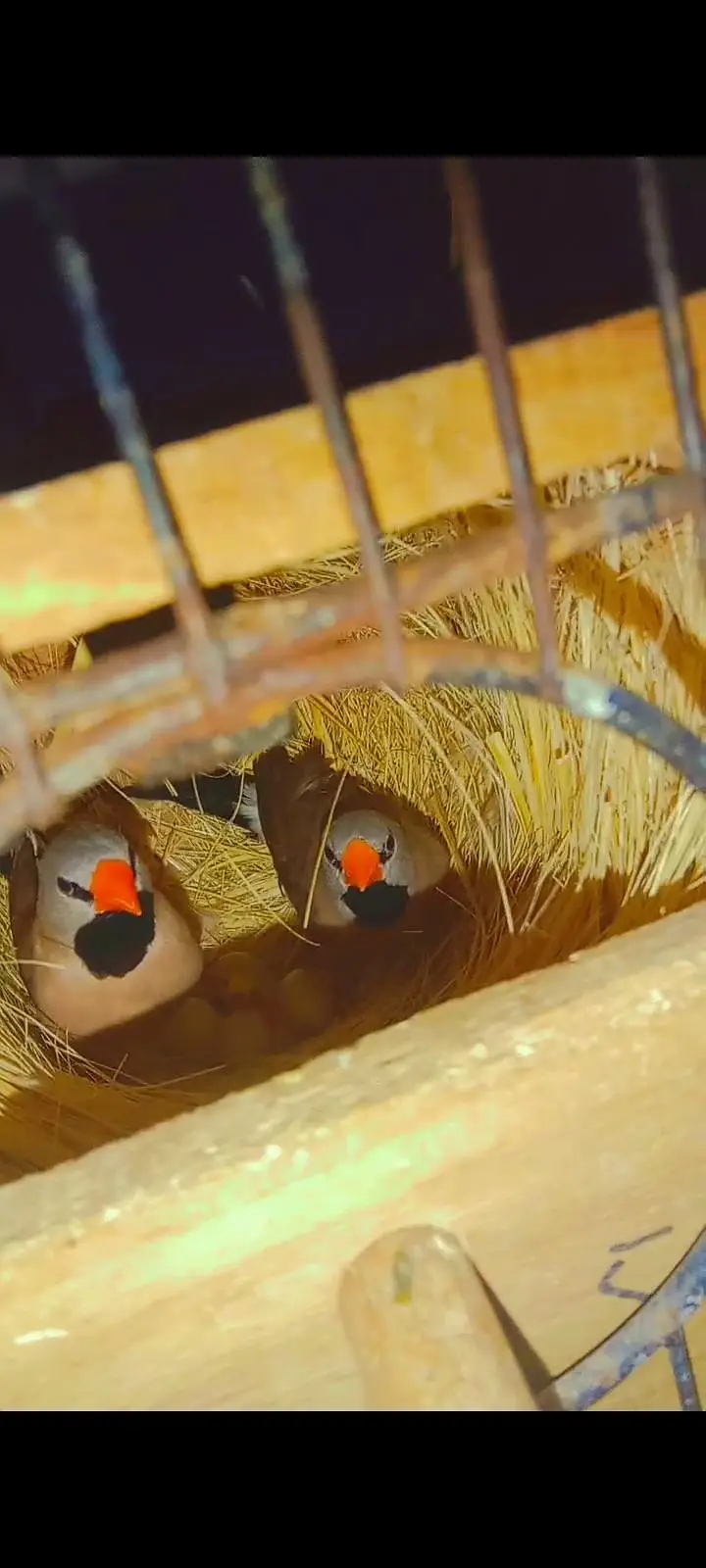 All Type Finch avail. Star Parson shaftail Owl Cutthroat dimond zebra — photo 3