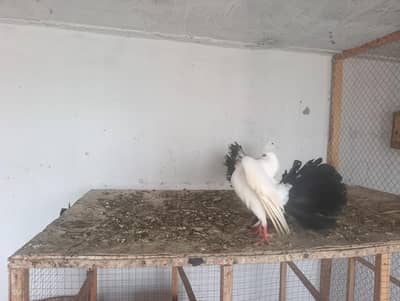 black tail lakha 2 pair for sail