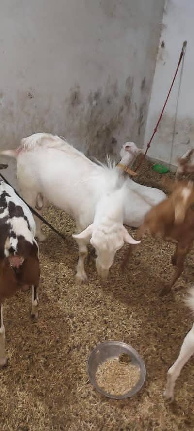 taddy Bakra breeder quality kg 60 7 kg