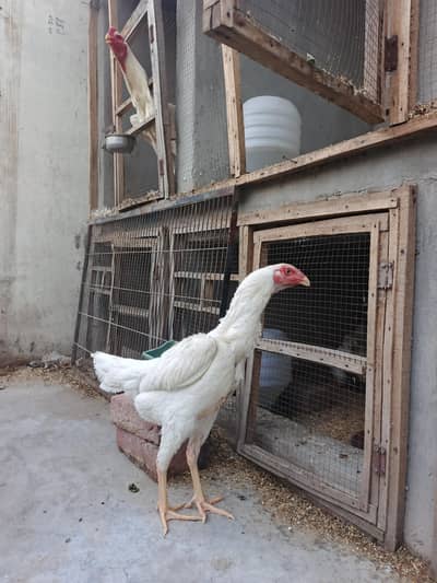 Shamo white female