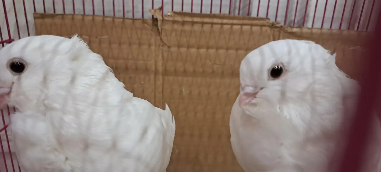 Fancy White Chinese Owl Pigeons Pair