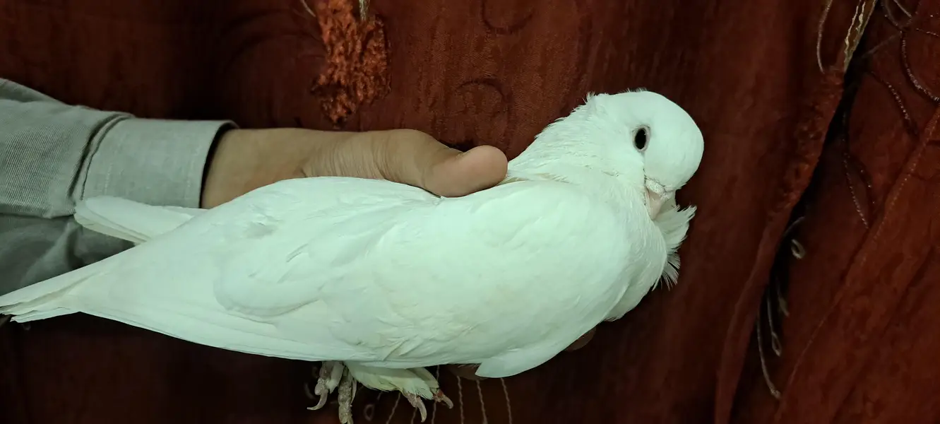 Fancy White Chinese Owl Pigeons Pair — photo 2