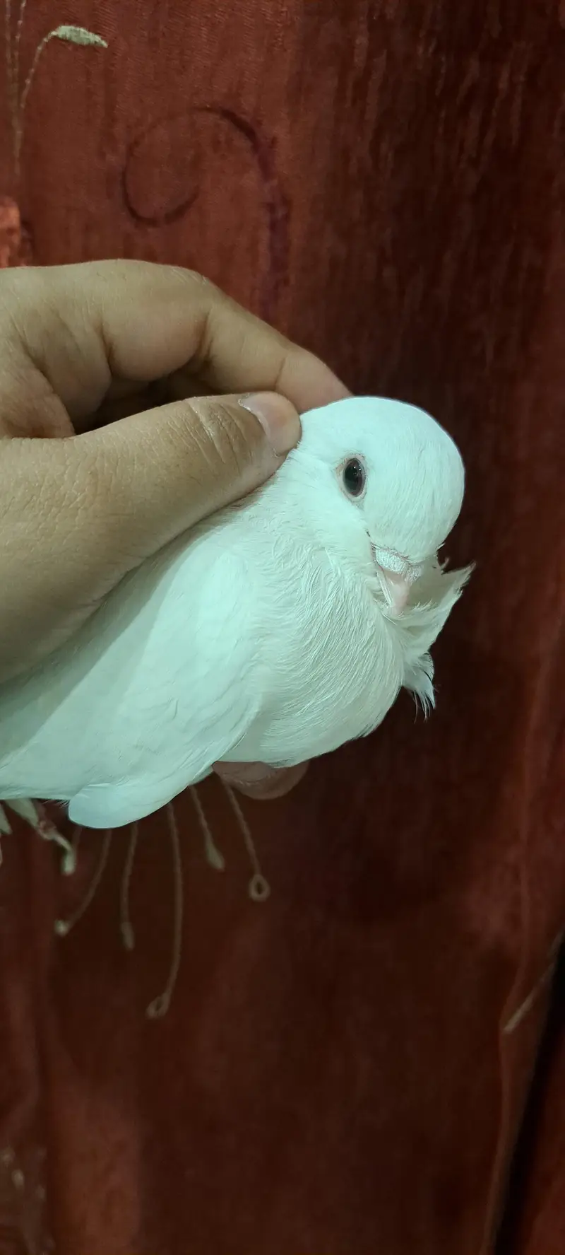 Fancy White Chinese Owl Pigeons Pair — photo 3