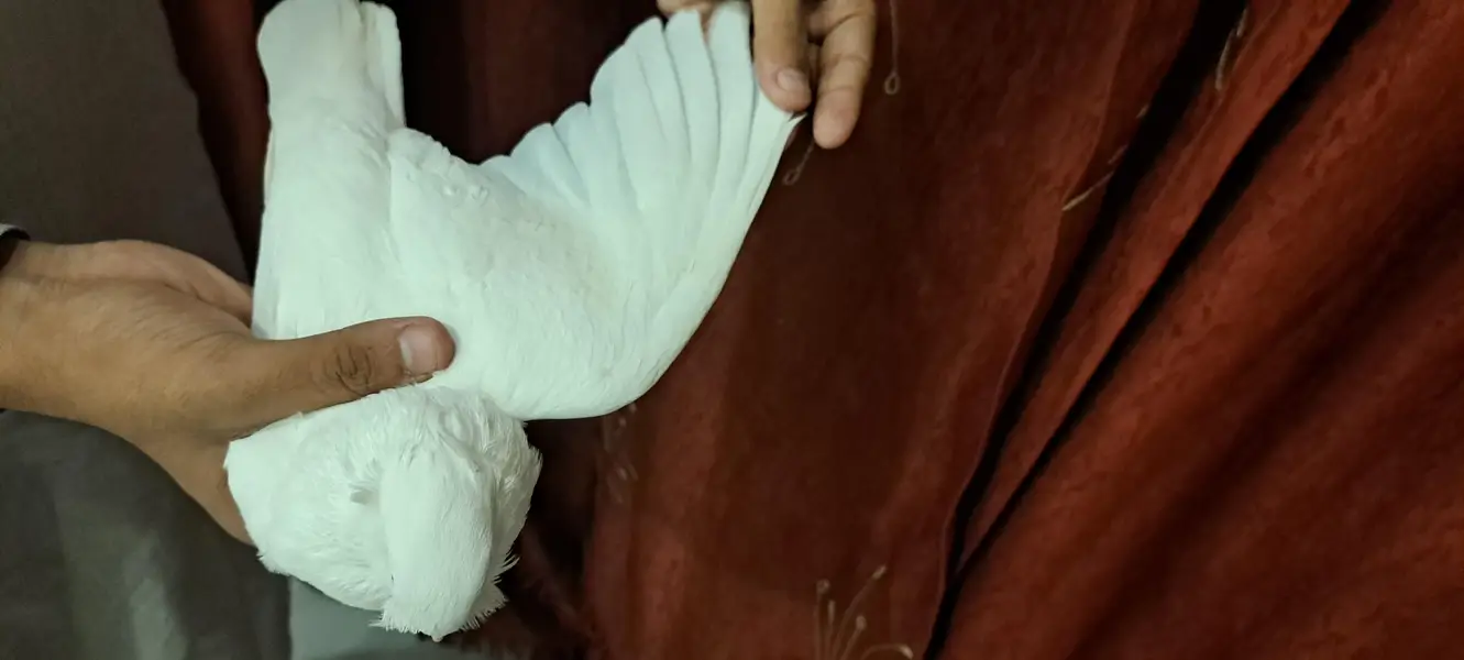 Fancy White Chinese Owl Pigeons Pair — photo 4