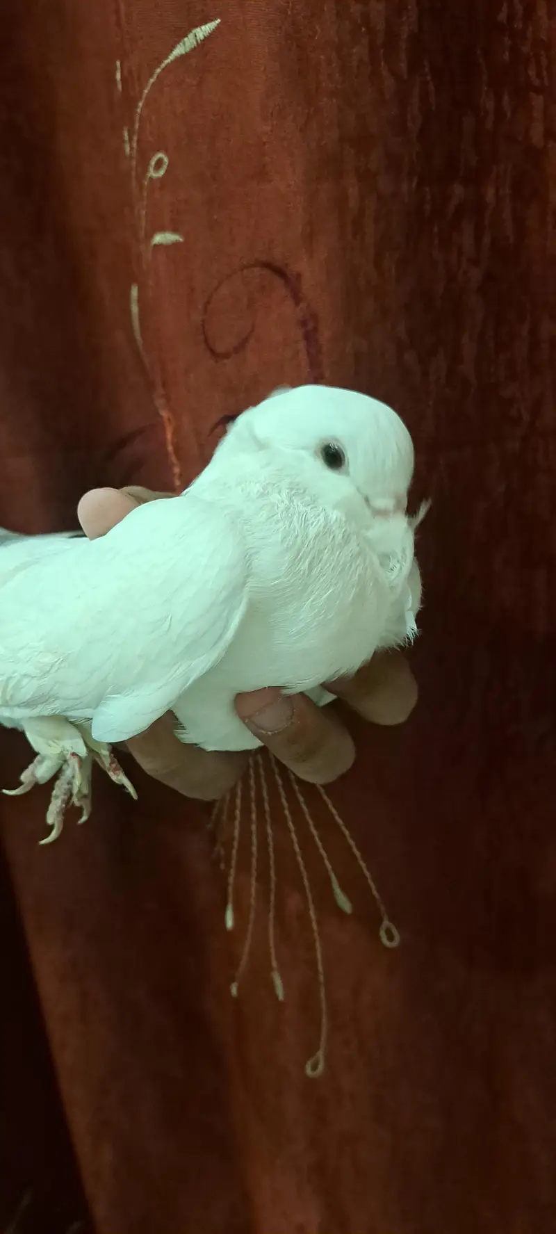 Fancy White Chinese Owl Pigeons Pair — photo 5