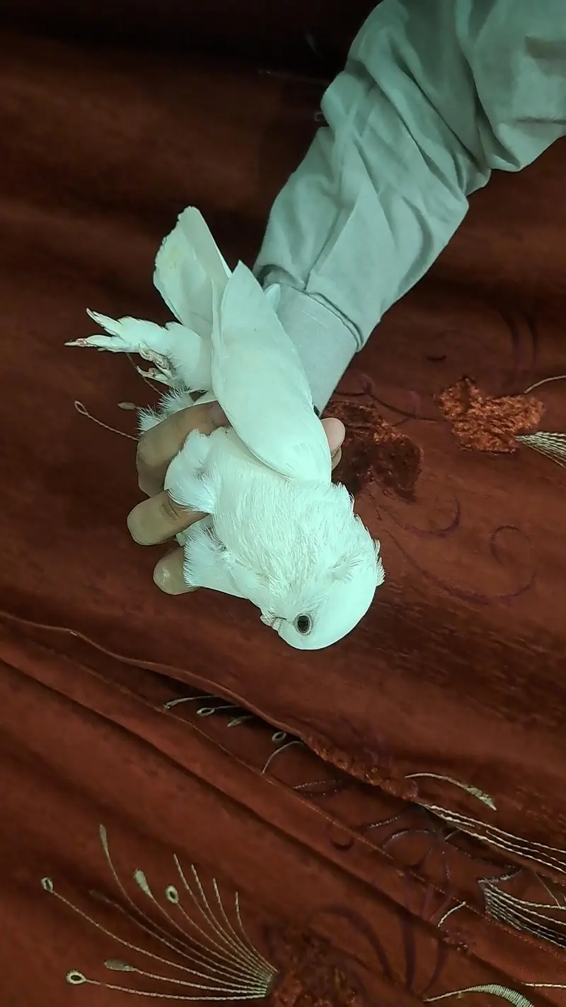 Fancy White Chinese Owl Pigeons Pair — photo 6