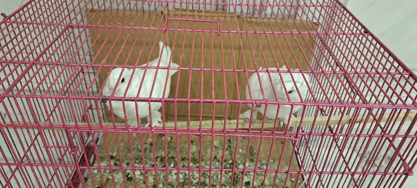 Fancy White Chinese Owl Pigeons Pair — photo 7