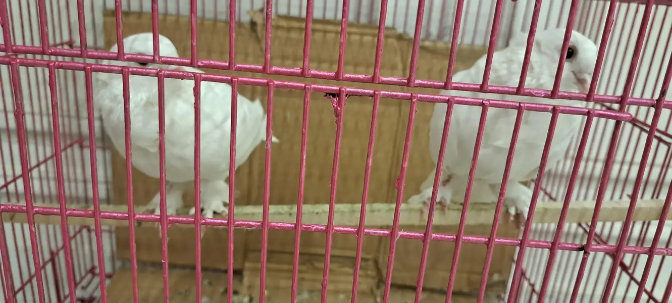 Fancy White Chinese Owl Pigeons Pair — photo 8