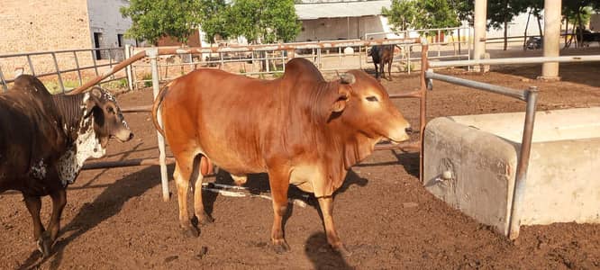 ya 2026 ki qurbani ke liya available hai 03265300290