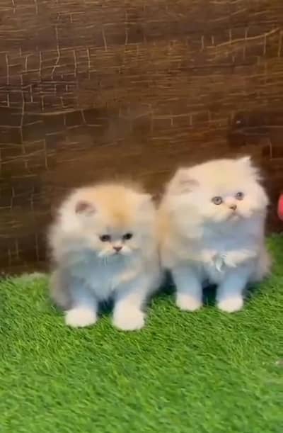 Persian cat triple cod for sale,my WhatsApp 03464644037