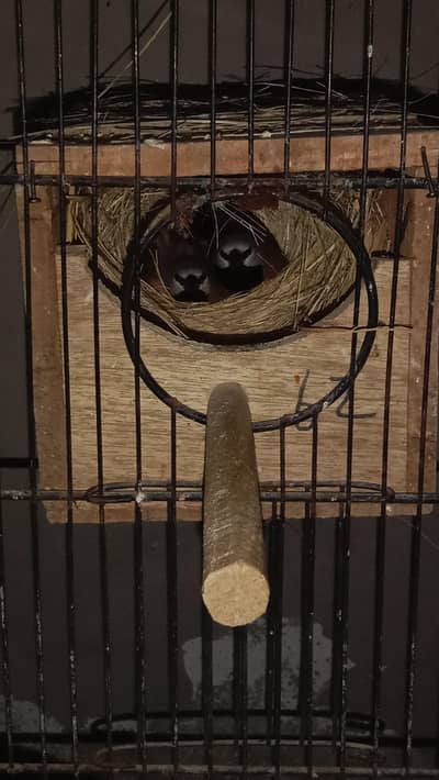 All Type Finch avail. Star Parson shaftail Owl Cutthroat dimond zebra