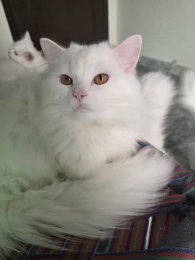 white color very playfully cat