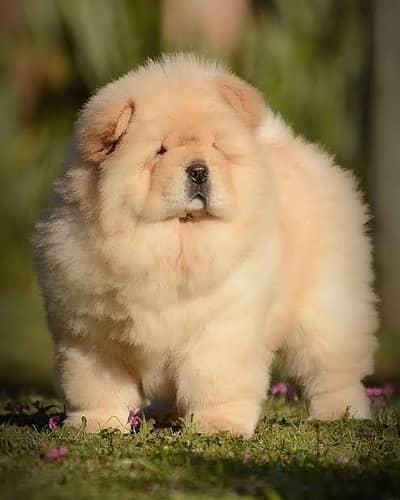 Chow chow puppies 92@330*5406115
