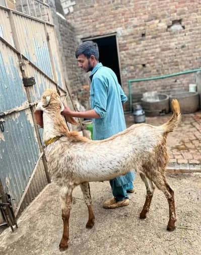 desi betal Bakra mashallah sehat mand janwar hai