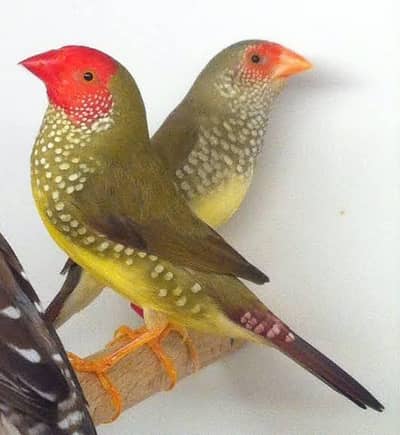 All Type Finch avail. Star Parson shaftail Owl Cutthroat dimond zebra