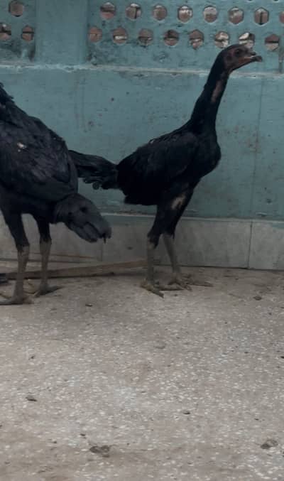 Pakoy