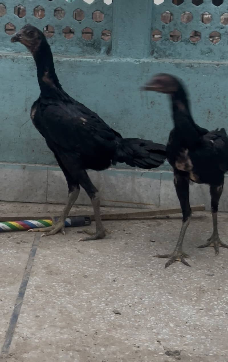 Pakoy 2