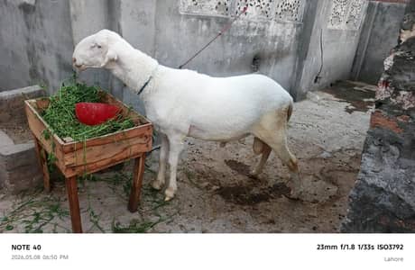 gulabi mundara/sheep/ kajla/bakra
