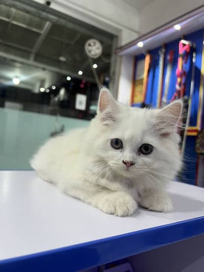 Persian cat for sale