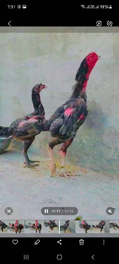 mashallah cheze taruf kii mohtaaj nai haii waleti bird