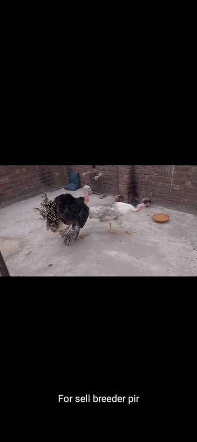 turkey  breeder pir urgent for sell