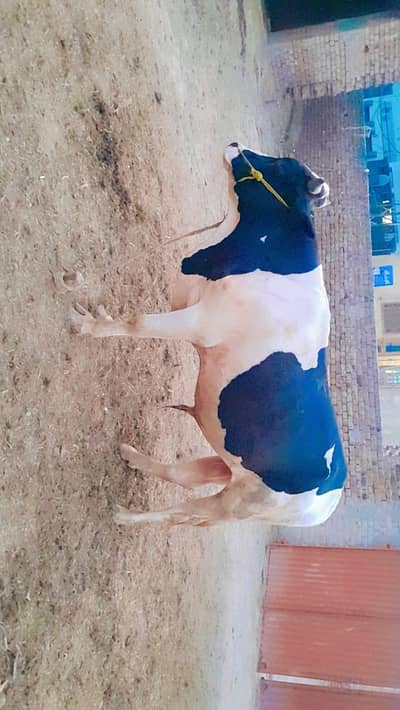 Holstein Friesian Bull