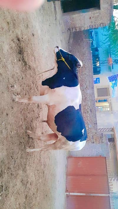 Bull / Bachra / Wacha / Holstein Friesian bull / Qurbani ka janwar